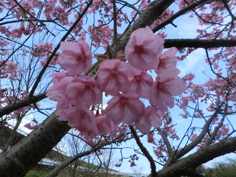 桜が　満開